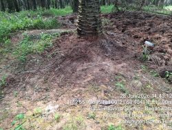 Klarifikasi PTPN IV Regional I Soal Visualisasi Pemupukan di Afdeling VIII Kebun Torgamba